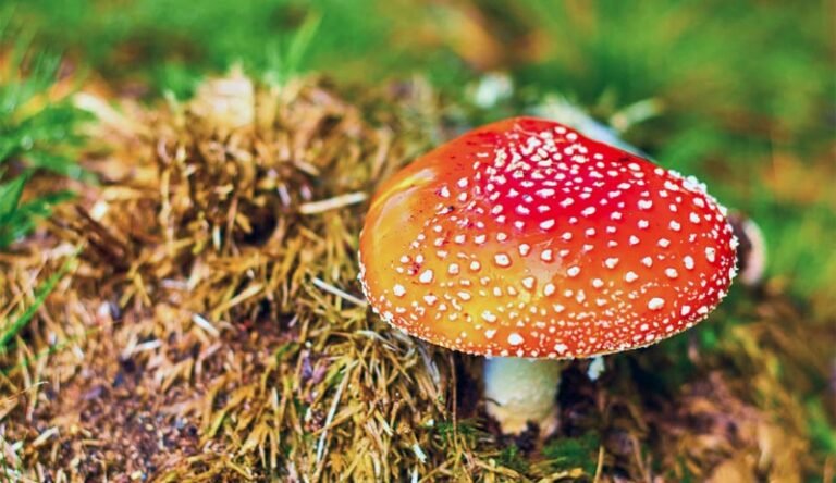 Fliegenpilz kaufen